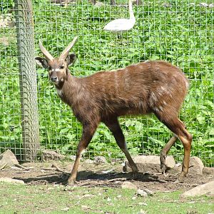 Western Sitatunga at Blackbrook, 12/06/10