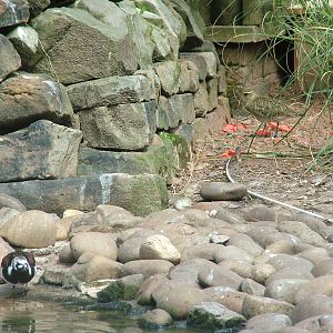 Waders at Blackbrook, 12/06/10
