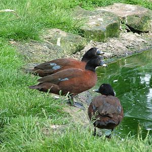 Hartlaub's Ducks at Blackbrook, 12/06/10