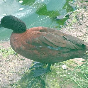 Hartlaub's Duck at Blackbrook, 12/06/10