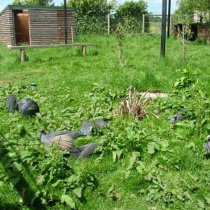 Sunbathing Vulturine Guineafowl at Blackbrook, 12/06/10