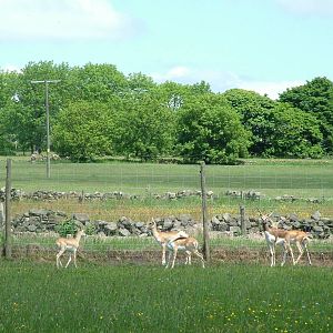 Blackbuck at Blackbrook, 12/06/10