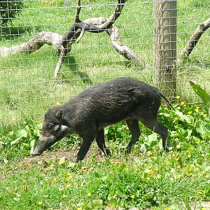 Visayan Warty Pig at Blackbrook, 12/06/10