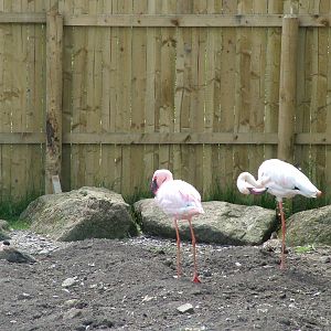 Lesser Flamingos at Blackbrook, 12/06/10