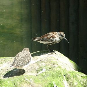 Dunlins at Blackbrook, 12/06/10