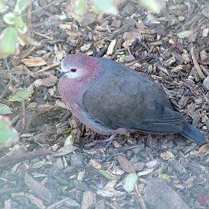 Lemon Dove at Blackbrook, 12/06/10