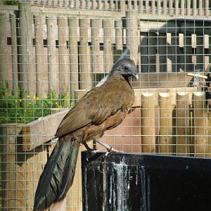 West Mexican Chachalaca at Blackbrook, 12/06/10
