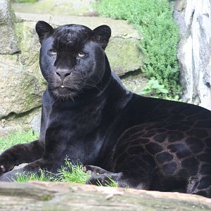 Jaguar @ Edinburgh; 25.09.2008