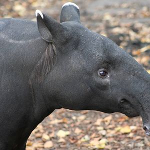 Malayan Tapir @ Edinburgh; 20.10.2009