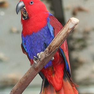Female Electus Parrot @ Edinburgh; 17.10.2009
