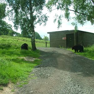Bear and Wolf Reserve at Woburn, 20/06/10