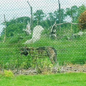 Iberian Wolf at Woburn, 20/06/10