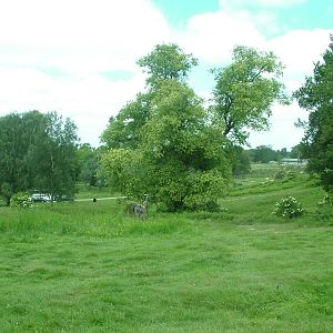Bear and Wolf Reserve at Woburn, 20/06/10