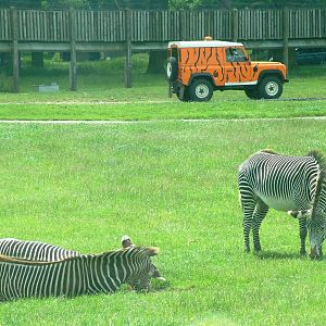 Grevy's Zebras at Woburn, 20/06/10
