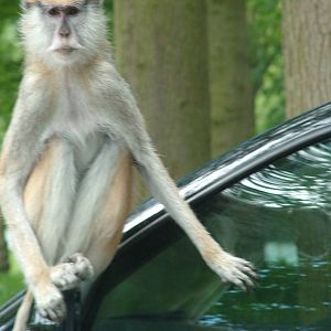 African Jungle Reserve at Woburn, 20/06/10