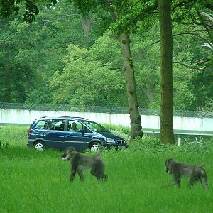 African Jungle Reserve at Woburn, 20/06/10