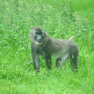 African Jungle Reserve at Woburn, 20/06/10