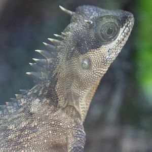 Mountain Horned Dragon @ Chester; 05.06.2010