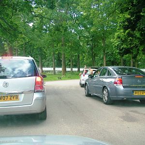 African Jungle Reserve at Woburn, 20/06/10
