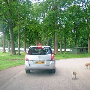 African Jungle Reserve at Woburn, 20/06/10