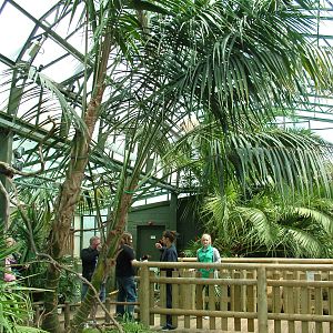 Lory and Lorikeet aviary at Woburn, 20/06/10