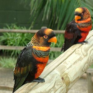 Dusky Lories at Woburn, 20/06/10