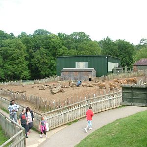 Red River Hog exhibit at Woburn, 20/06/10