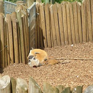 Red River Hogs at Woburn, 20/06/10