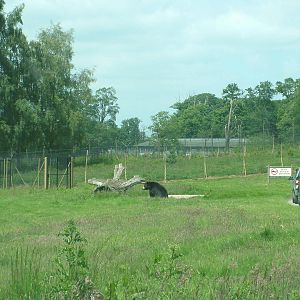 Bear and Wolf Reserve at Woburn, 20/06/10