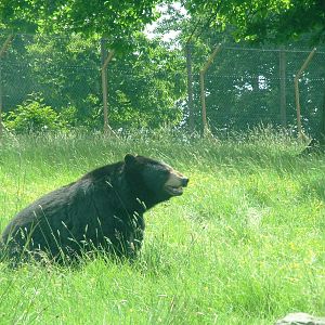 American Black Bear at Woburn, 20/06/10