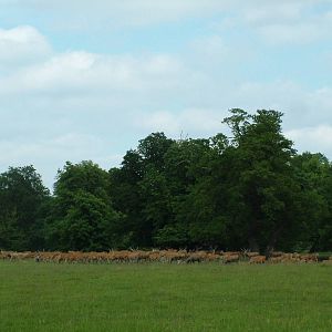Pere David's Deer at Woburn, 20/06/10