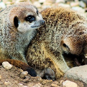 MEERKAT AND YOUNG