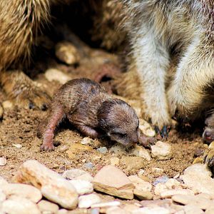 MEERKAT AND YOUNG