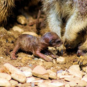 MEERKAT AND YOUNG
