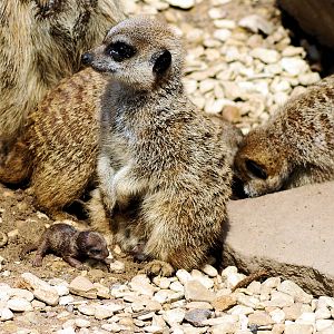 MEERKAT AND YOUNG