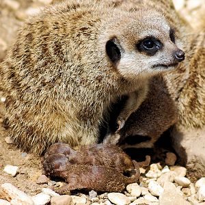MEERKAT AND YOUNG