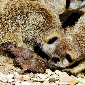 MEERKAT AND YOUNG