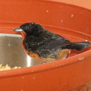 Unidentified bird at Birmingham Botanical Gardens, July 2010