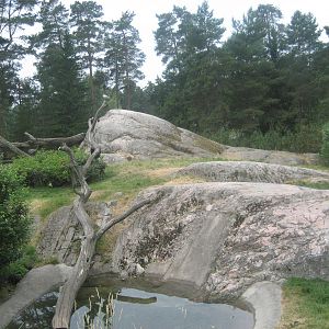Kolmården Zoo - Bush Dog exhibit
