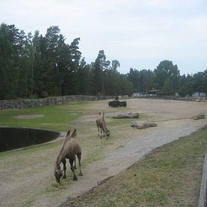 Kolmården Zoo - Desert