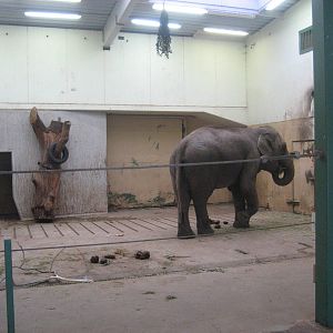 Kolmården Zoo - Elephant indoor exhibit