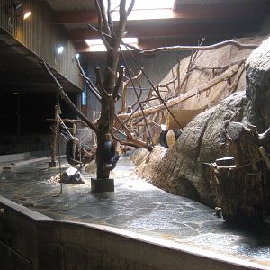 Kolmården Zoo - Chimpanzee indoor exhibit