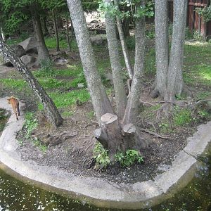 Kolmården Zoo - Dhole exhibit