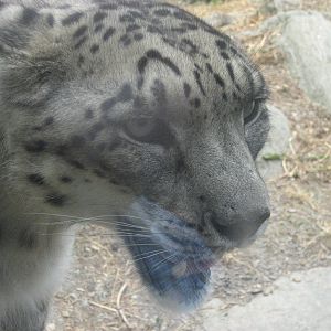 Kolmården Zoo - Snow leopard