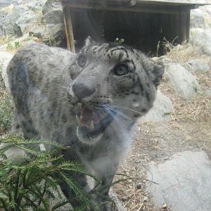 Kolmården Zoo - Snow leopard