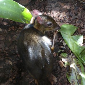Lesser mouse deer