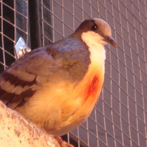 Luzon Bleeding-heart