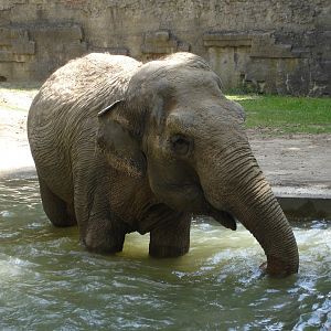 Asian elephant - Magda