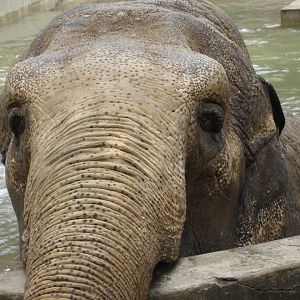 Asian elephant - Magda