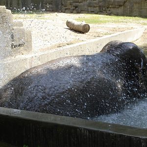 Asian elephant - Magda